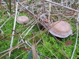Clitocybe martiorum image