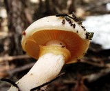 Pholiota olivaceophylla image