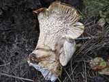 Cantharellus subalbidus image