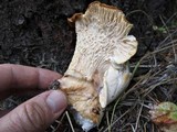 Cantharellus subalbidus image