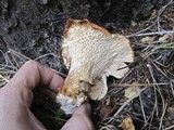 Cantharellus subalbidus image