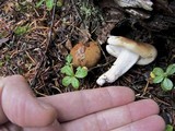 Hygrophorus bakerensis image