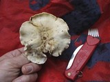 Cantharellus subalbidus image