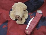 Cantharellus subalbidus image