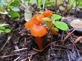 Hygrocybe miniata image