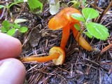 Hygrocybe miniata image