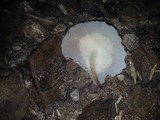 Filoboletus gracilis image