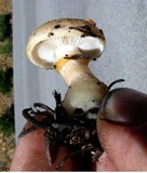 Pholiota olivaceophylla image