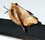 Tyromyces leucospongia image