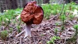 Gyromitra infula image