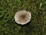Hygrophorus pustulatus image