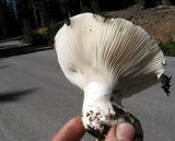 Hygrophorus subalpinus image