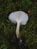 Hygrophorus pustulatus image