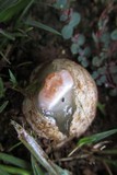 Phallus rubicundus image