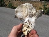 Hygrophorus subalpinus image