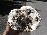 Hygrophorus subalpinus image