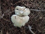 Tricholoma saponaceum image
