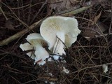 Tricholoma saponaceum image