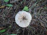 Lactarius pubescens image