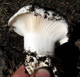 Hygrophorus subalpinus image