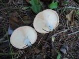 Lactarius pubescens image