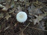 Amanita chrysoblema image