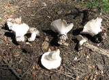 Hygrophorus subalpinus image