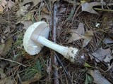 Amanita chrysoblema image