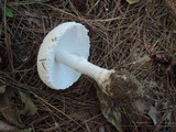 Amanita chrysoblema image