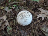 Amanita chrysoblema image