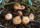 Gymnopus subpruinosus image