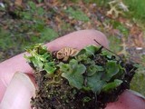 Laccaria tortilis image