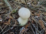 Lycoperdon excipuliforme image