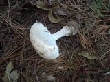 Amanita chrysoblema image