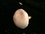 Stropharia coronilla image