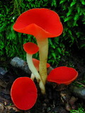 Sarcoscypha occidentalis image