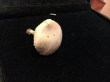 Stropharia coronilla image