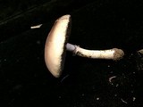 Stropharia coronilla image