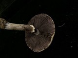 Stropharia coronilla image