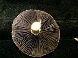 Stropharia coronilla image