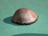 Panaeolus cinctulus image