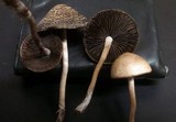 Panaeolus cinctulus image