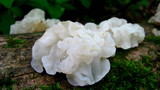 Ductifera pululahuana image