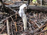 Hypomyces cervinigenus image