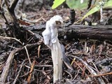 Hypomyces cervinigenus image