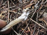 Hypomyces cervinigenus image