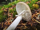 Amanita porphyria image