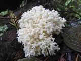 Hericium abietis image