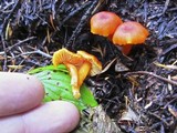 Hygrocybe miniata image