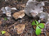 Sarcodon scabrosus image